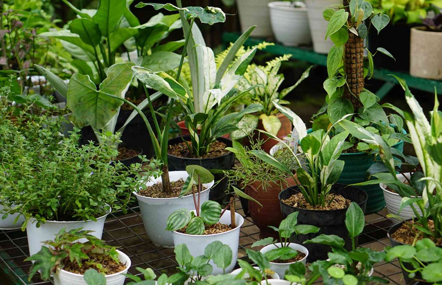 Essential Guide To Buy Plants For Your Garden?