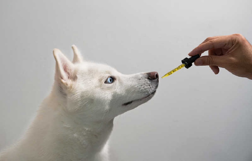 CBD Oil for Dog Anxiety and Pain Treatment